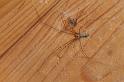 Pholcus_phalangioides_D2931_Z_90_Veenendaal_Nederland