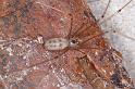 Pholcus_phalangioides_D4259_Z_88_Ooij_Nederland