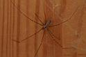 Pholcus_phalangioides_D4327_Z_88_Veenendaal_Nederland