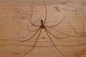 Pholcus_phalangioides_D4328_Z_88_Veenendaal_Nederland