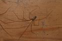 Pholcus_phalangioides_D4329_Z_88_Veenendaal_Nederland