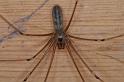 Pholcus_phalangioides_D4330_Z_89_Veenendaal_Nederland