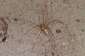 Pholcus_phalangioides_D4533_Z_90_Badhoevedorp_Nederland