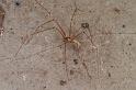 Pholcus_phalangioides_D4534_Z_89_Badhoevedorp_Nederland