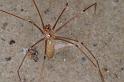 Pholcus_phalangioides_D4535_Z_90_Badhoevedorp_Nederland