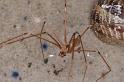 Pholcus_phalangioides_D4536_Z_89_Badhoevedorp_Nederland