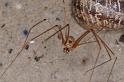 Pholcus_phalangioides_D4537_Z_88_Badhoevedorp_Nederland