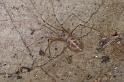 Pholcus_phalangioides_D4538_Z_90_Badhoevedorp_Nederland