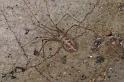 Pholcus_phalangioides_D4539_Z_90_Badhoevedorp_Nederland