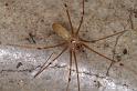 Pholcus_phalangioides_D4540_Z_90_Badhoevedorp_Nederland