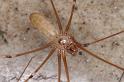 Pholcus_phalangioides_D4541_Z_91_Badhoevedorp_Nederland