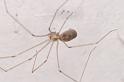 Pholcus_phalangioides_D5734_Z_88_Ooij_Nederland