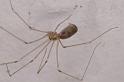 Pholcus_phalangioides_D5735_Z_88_Ooij_Nederland