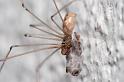 Pholcus_phalangioides_D5915_Z_88_Tenerife_Spanje