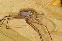 Pholcus_phalangioides_D5931_Z_88_Royan_Frankrijk