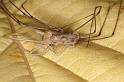 Pholcus_phalangioides_D5932_Z_88_Royan_Frankrijk