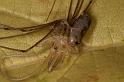 Pholcus_phalangioides_D5935_Z_89_Royan_Frankrijk