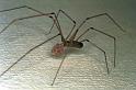 Pholcus_phalangioides_F0261_Z_80_Badhoevedorp_Nederland