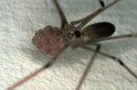 Pholcus_phalangioides_F0263_Z_87_Badhoevedorp_Nederland