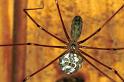Pholcus_phalangioides_F1459_Z_87_Veenendaal_Nederland