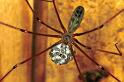 Pholcus_phalangioides_F1460_Z_89_Veenendaal_Nederland