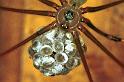 Pholcus_phalangioides_F1461_Z_90_Veenendaal_Nederland