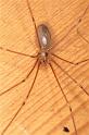 Pholcus_phalangioides_P0134_Z_87_Veenendaal_Nederland
