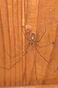 Pholcus_phalangioides_P0135_Z_80_Veenendaal_Nederland