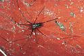 Smeringopus_pallidus_F0864_Z_82_Giru_Australie