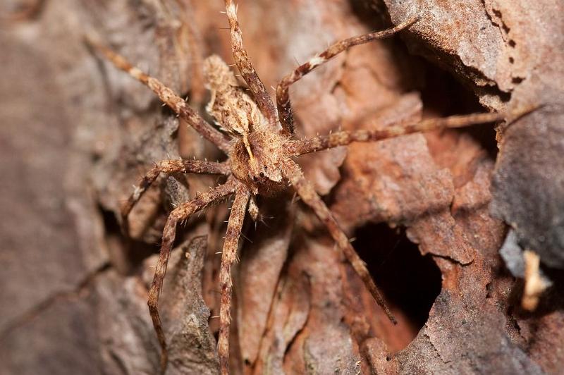 Cladyens_insignis_D5917_Z_89_Tenerife_Spanje.jpg