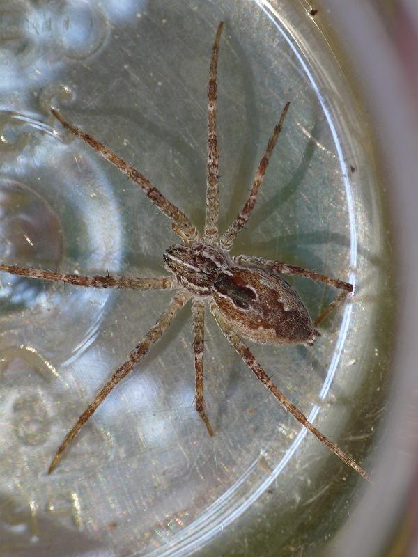 Dendrolycosa_icadia_D6829_Z_85_Brisbane_Australie.jpg