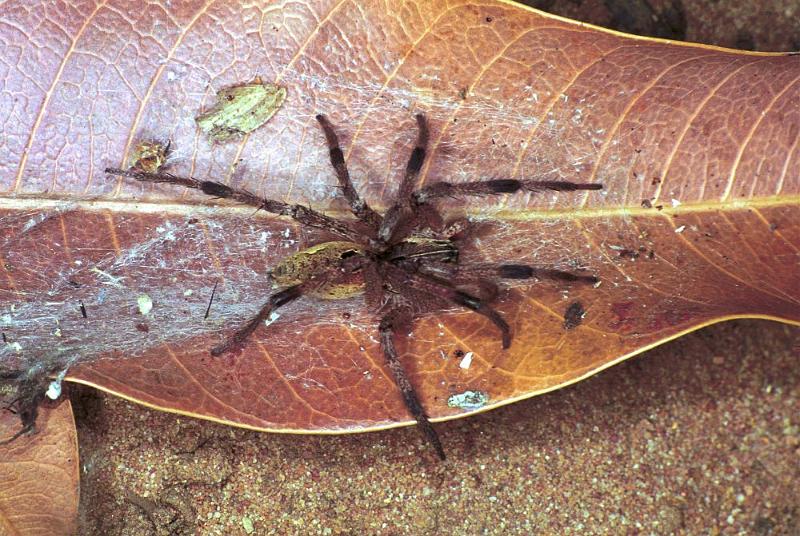 Dendrolycosa_icadia_F1825_Z_85_Litchfield_Australie.jpg