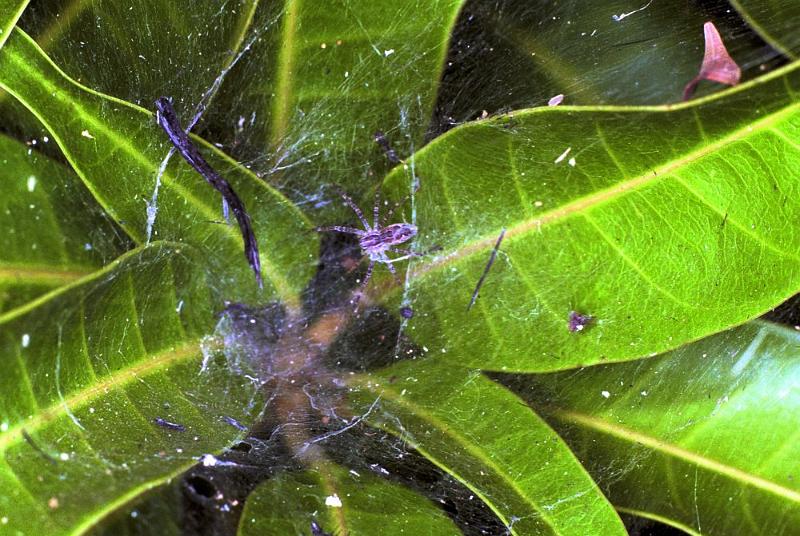 Dendrolycosa_icadia_F1827_Z_80_Litchfield_Australie.jpg