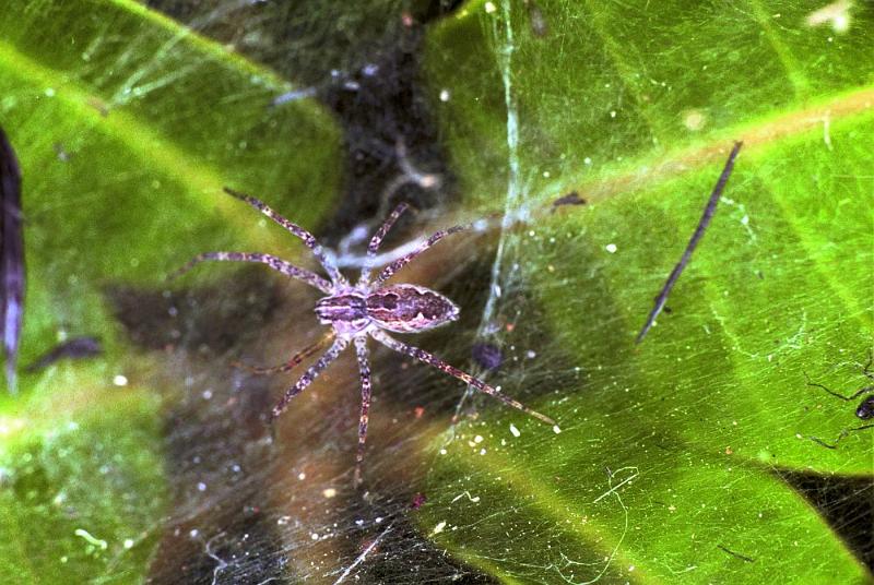 Dendrolycosa_icadia_F1828_Z_75_Litchfield_Australie.jpg