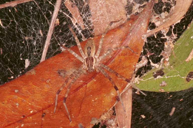 Dendrolycosa_icadia_RF0510_Z_85_Daintree-Giru_Australie.jpg