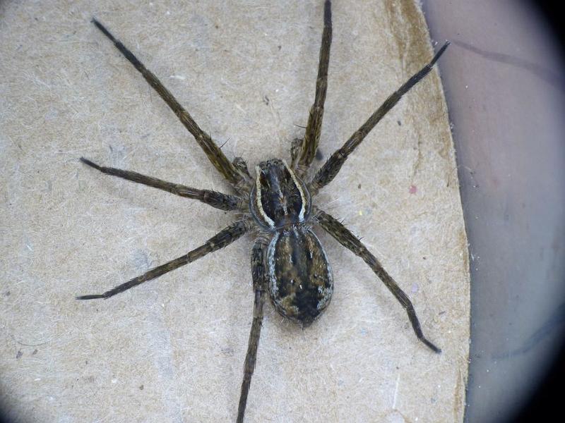 Dolomedes_ZZ495_D6462_Z_89_Brisbane_Australie.jpg
