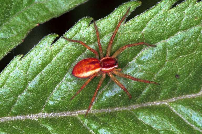 Dolomedes_fimbriatus_F1256_Z_81_Laprade_Frankrijk.jpg