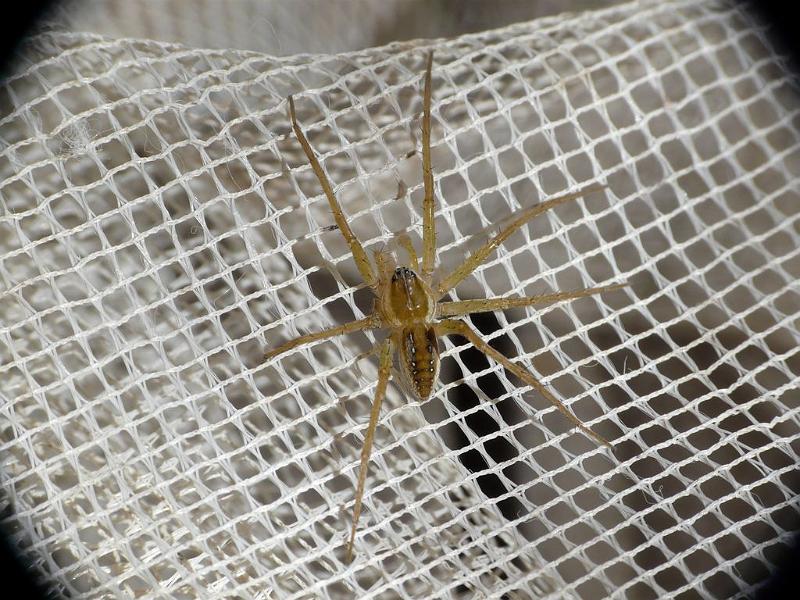 Dolomedes_instabilis_D6699_Z_86_Brisbane_Australie.jpg