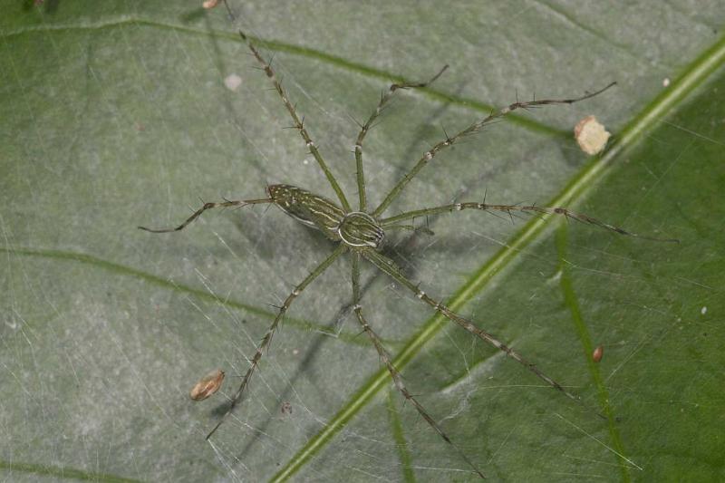 Hygropoda_dolomedes_D2519_Z_88_-_Australie.jpg