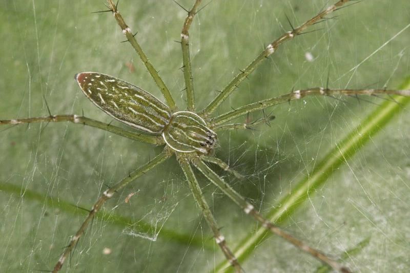 Hygropoda_dolomedes_D2521_Z_88_-_Australie.jpg