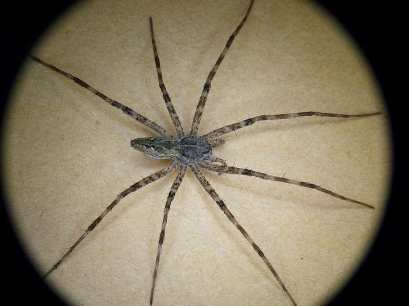Megadolomedes_australianus_D6244_Z_84_Brisbane_Australie.jpg