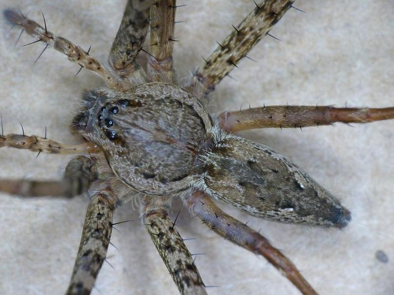 Megadolomedes_australianus_D6453_Z_88_Brisbane_Australie.jpg