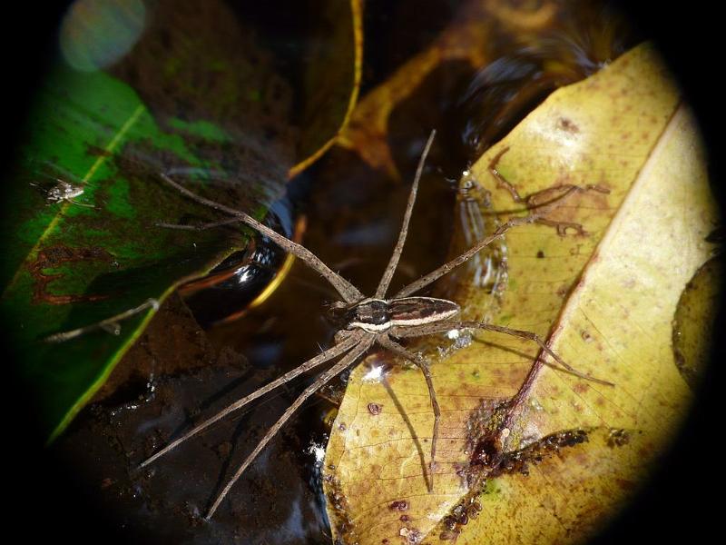 Megadolomedes_australianus_D6688_Z_89_Brisbane_Australie.jpg