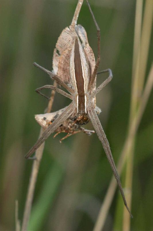 Perenethis_venusta_D2525_Z_88_-_Australie.jpg