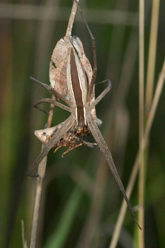 Perenethis_venusta_D2526_Z_88_-_Australie.jpg