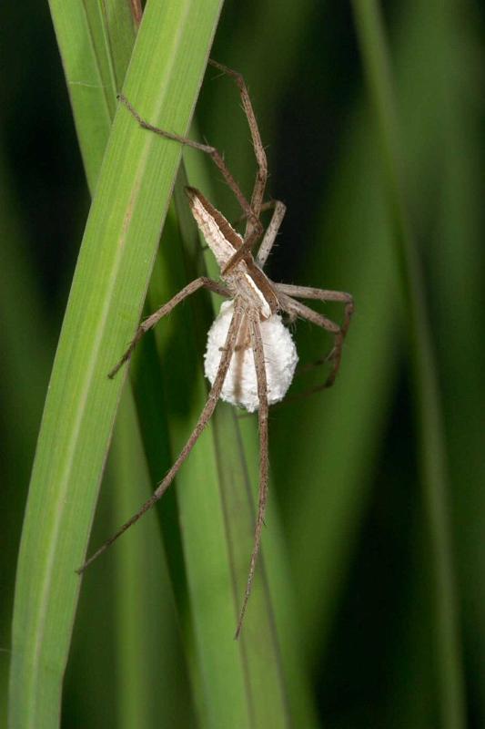 Perenethis_venusta_D2528_Z_89_-_Australie.jpg