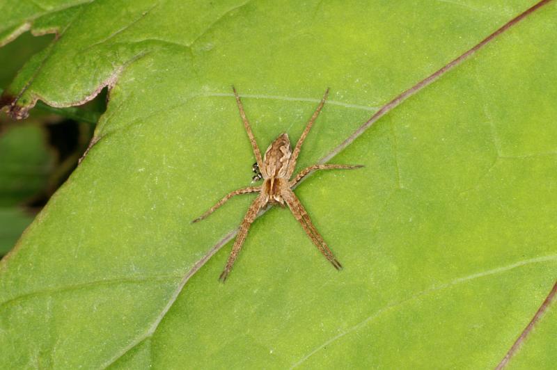 Pisaura_mirabilis_D5236_Z_85_Maarsenbroek_Nederland.jpg