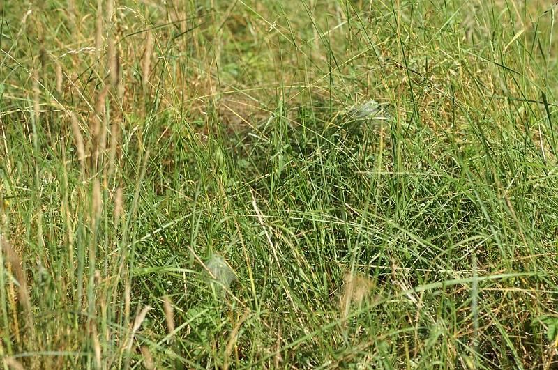Pisaura_mirabilis_D6981_Z_85_Waterleidingduinen_Nederland.jpg