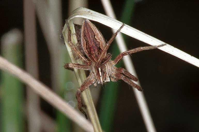 Pisaura_mirabilis_F0447_Z_88_Waterleidingduinen_Nederland.jpg