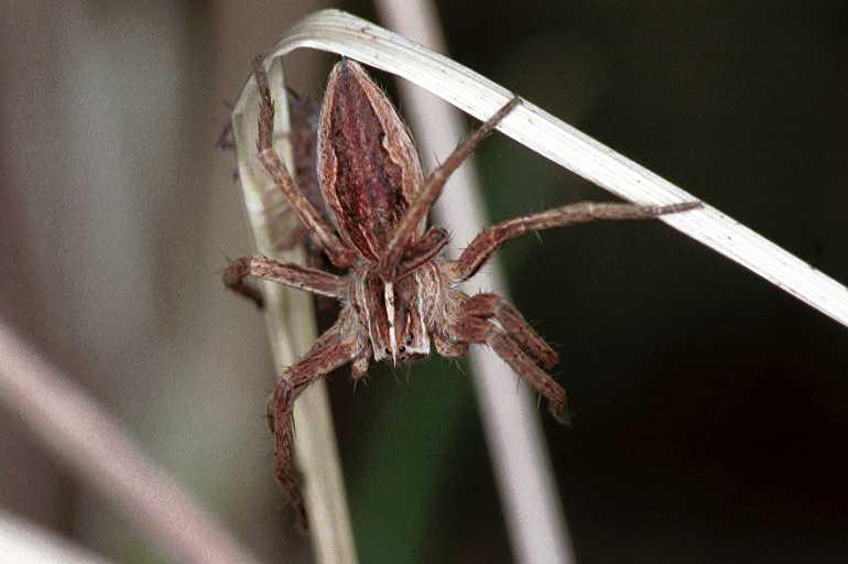 Pisaura_mirabilis_F0448_Z_87_Waterleidingduinen_Nederland.jpg